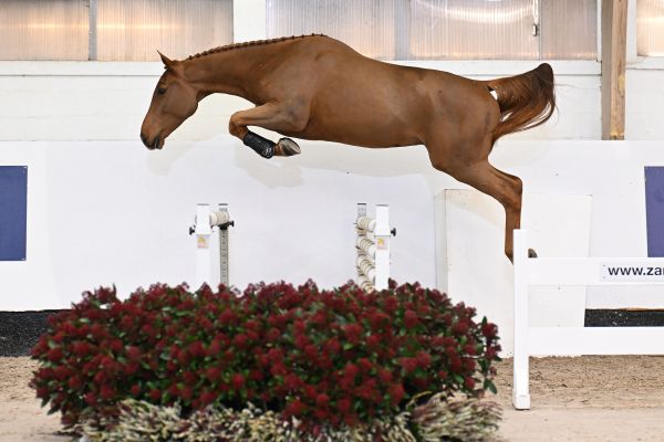 その他 jp CORAZÓN Z - Cautious and scopey athlete! | Zangersheide.Auction